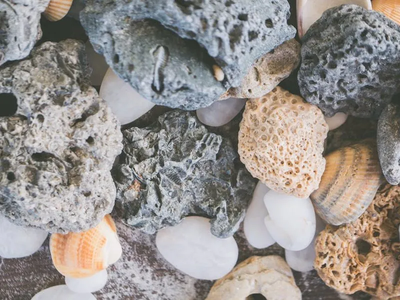 Ракушечник Дагестанский ракушечник — текстура камня