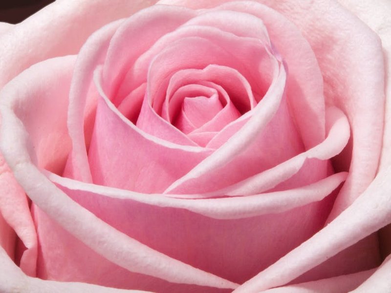 Rosa — текстура камня